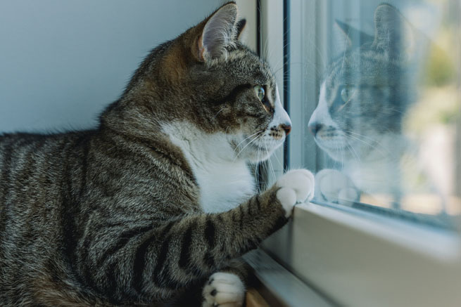 Photo d'un chat devant fenêtre en double vitrage